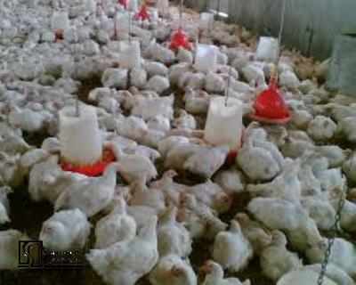 Technical, Financial Feasibility Study of 120,000unit Broiler Chicken Farm